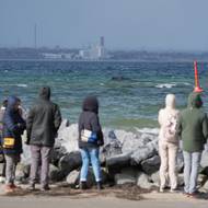 Experti z ústavu pro výzkum volně žijících zvířat ve městě Büsum už dříve uvedli, že na břehu uvázl pravděpodobně mladý samec. 