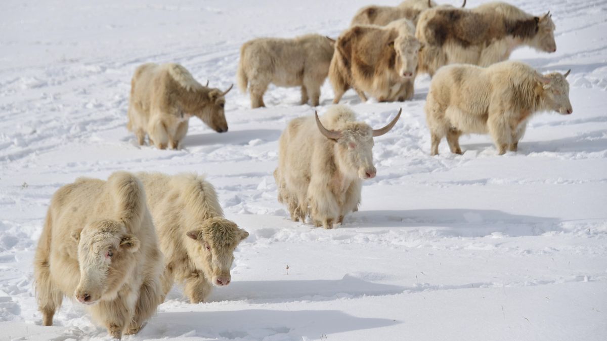 Fotky: Kyrgyzstán chce, aby svět miloval jeho „blonďaté rohaté krásky“