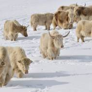 Rodina již patentovala plemeno horských merino ovcí a požádala o oficiální uznání svých jaků ministerstvem zemědělství jako součásti kyrgyzského národního dědictví. Cílem je, jak uvedl Baatyrbek, „zaregistrovat toto kyrgyzské plemeno a poté ho exportovat“.