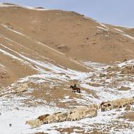 „V noci klesá teplota na -40 °C… Ale jakové se mohou volně pást, milují hory a chlad,“ řekl agentuře AFP třicetiletý kyrgyzský pasák Amantur Akmatov.