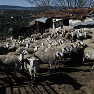 Hromadnému očkování se vláda snaží vyhnout, protože by to mohlo vést k zařazení Řecka mezi země, kde je tato nemoc endemická. To by s sebou přineslo omezení vývozu ovčího a kozího mléka – a zejména sýru feta. Řecké úřady také zdůrazňují, že v současné době neexistuje certifikovaná vakcína proti ovčím neštovicím. Přesto podle agentury AFP někteří farmáři k vakcinaci přistupují, očkovací látky se dovážejí nelegálně z Bulharska a Turecka.