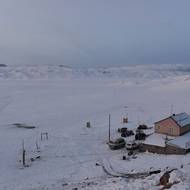 Stádo se pomalu rozrůstá, přičemž každá samice přivede na svět tele zhruba jednou za dva roky.