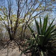 Právě v původních druzích vegetace nachází úkryt řada plazů, které jinde než na těchto ostrovech nenajdete. Zvláště ohroženy jsou endemické druhy užovek a ještěrek. 