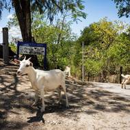S rozkvětem turismu se ale životní styl změnil. Nové generace v chovu nepokračují, a tak se kozy volně množí. Jedna samice přitom může mít několikrát do roka dvě až tři mláďata.