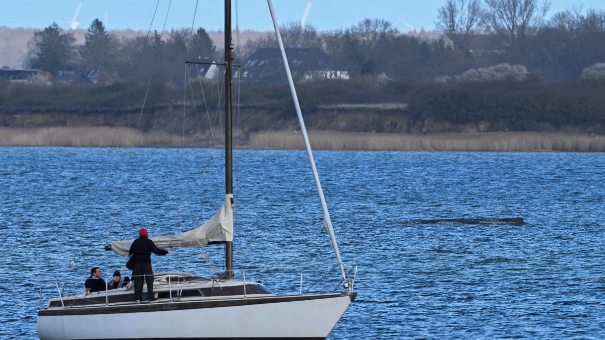 Keporkakovi se podařilo opět vyprostit. Už je ale velmi slabý