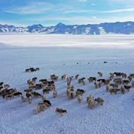 Organizace OSN pro výživu a zemědělství (FAO) varovala, že stav pastvin v Kyrgyzstánu „je horší než na počátku století kvůli neudržitelným způsobům hospodaření, které se ještě zhoršily v důsledku klimatických změn“.