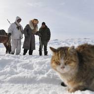 Biškek propaguje chov jaků jako udržitelnou alternativu v této vnitrozemské zemědělské zemi, která je silně vystavena nepříznivým dopadům měnícího se klimatu. „Chov jaků je slibným odvětvím, zejména s ohledem na změnu klimatu a zhoršování pastvin,“ sdělilo ministerstvo zemědělství agentuře AFP.