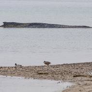  Z vody mu ční jen hřbet a zvuky, které vydává, jsou slyšet stovky metrů daleko. 