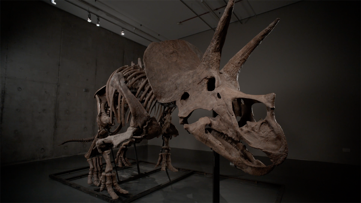 Kostra za sto milionů. Fosilie triceratopse může pokořit aukční rekord