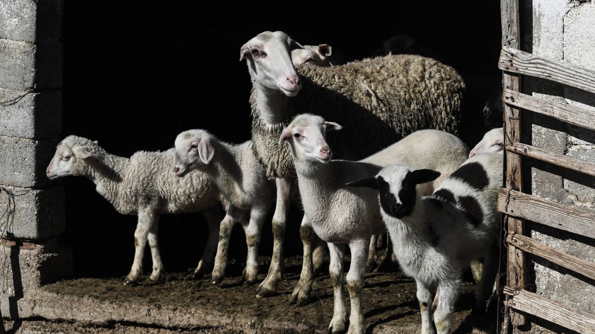 Obrazem: Nemoc decimuje řecká stáda. Oblíbený sýr může chybět