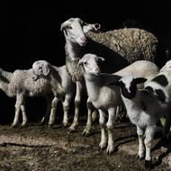 Anastasia Siourtou prochází svou opuštěnou farmou na okraji města Karditsa v regionu Thesálie ve středním Řecku. Nad místem, kde se chovalo 650 ovcí, visí tísnivé ticho, popisují reportéři britské BBC. 12. listopadu loňského roku veterináři utratili veškerý dobytek kvůli případu ovčích a kozích neštovic. Tento osud potkal mnoho dalších farem.