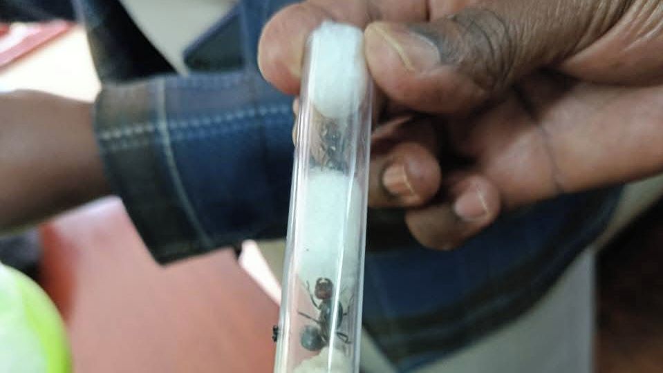 Invaze mravenců. Pytláci kradou africký hmyz a prodávají ho za miliony