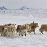 „Vlci nás trápí. Bojujeme s nimi, bráníme se a někdy je zastřelíme,“ řekl.