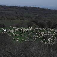 „Omezené množství dostupného mléka zvyšuje výrobní náklady a ztěžuje udržení současného objemu fety na trhu,“ řekl BBC profesor Dimitris Gougoulis z Fakulty veterinárního lékařství na Univerzitě v Thesálii.

(Pastýř kráčí se svým stádem ovcí v Lagkadasu nedaleko Soluně, 19. února.)