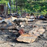 Tato skupina je jednou z několika, které bojují o pašerácké trasy spojující kokainová pole v jižní Kolumbii s bary a kluby ve Spojených státech a Evropě.

(Zvířata se potulují mezi troskami místa zničeného během vojenské operace v oblasti ve venkovské části města Lago Agrio v Ekvádoru, 19. března.)