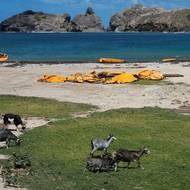 Les Saintes leží mezi Dominikou a ostrovem Basse-Terre. Každoročně tento řetězec sopečných ostrovů přiláká desítky tisíc návštěvníků, které vábí tyrkysová voda a krásné zátoky. Nejnavštěvovanější ostrov Terre-de-Haut je zároveň oblíbenou zastávkou výletních lodí. (Kozy se procházejí podél zábran, které mají zabránit šíření řas na pláži Pompierre v Terre-de-Haut, 18. března.)