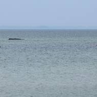 Velryba, která uvízla na pobřeží Baltského moře, se i přes několik pokusů nedokázala sama osvobodit. Policie oblast uzavřela, aby zvíře nevystrašila, vyfoceno 24. března. 