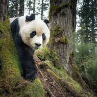 Rob G. Green (National Geographic Society,Henry Luce Foundation) fotopastí zachytil pandu velkou v Národní přírodní rezervaci Wanglang v čínské provincii S'-čchuan. Podle nejnovějších odhadů žije ve volné přírodě méně než 2000 pand a na území rezervace Wanglang (jedné z nejstarších v Číně) se na 323 km² vyskytuje pouze několik desítek jedinců. (11. listopadu 2025)