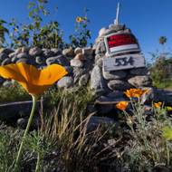 Když začátkem loňského roku zuřily v okolí Los Angeles lesní požáry, zbyla z domu Reného Amyho jen hromada toxického popela. (Kalifornské máky kvetou na místě, kde stál před požárem Eaton Fire dům, vyfoceno 19. března.)