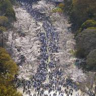 Zbarvily i tokijský park Ueno. (29. března)