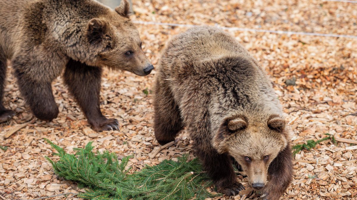 Do Krkonoš se po 300 letech vrátili medvědi. Domov tam našli slovenští sirotci