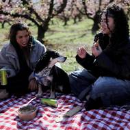 Piknik pod rozkvetlými broskvoněmi v Aitoně v katalánské provincii Lleida. (14. března)