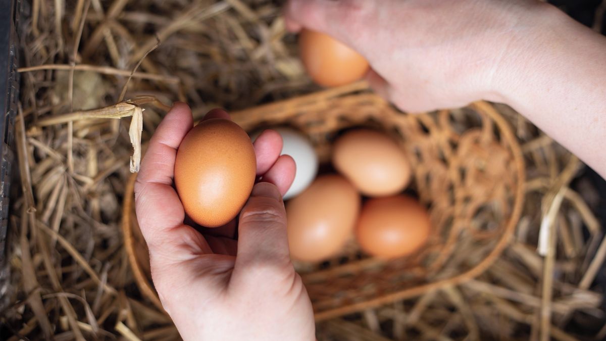 Oranžový žloutek neznamená kvalitu, stejně tak vejce od sousedů