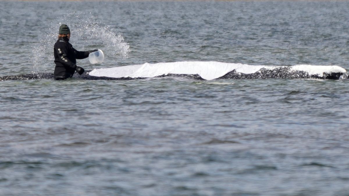 Další z pokusů o záchranu uvázlé velryby, někteří experti mluví o týrání zvířat
