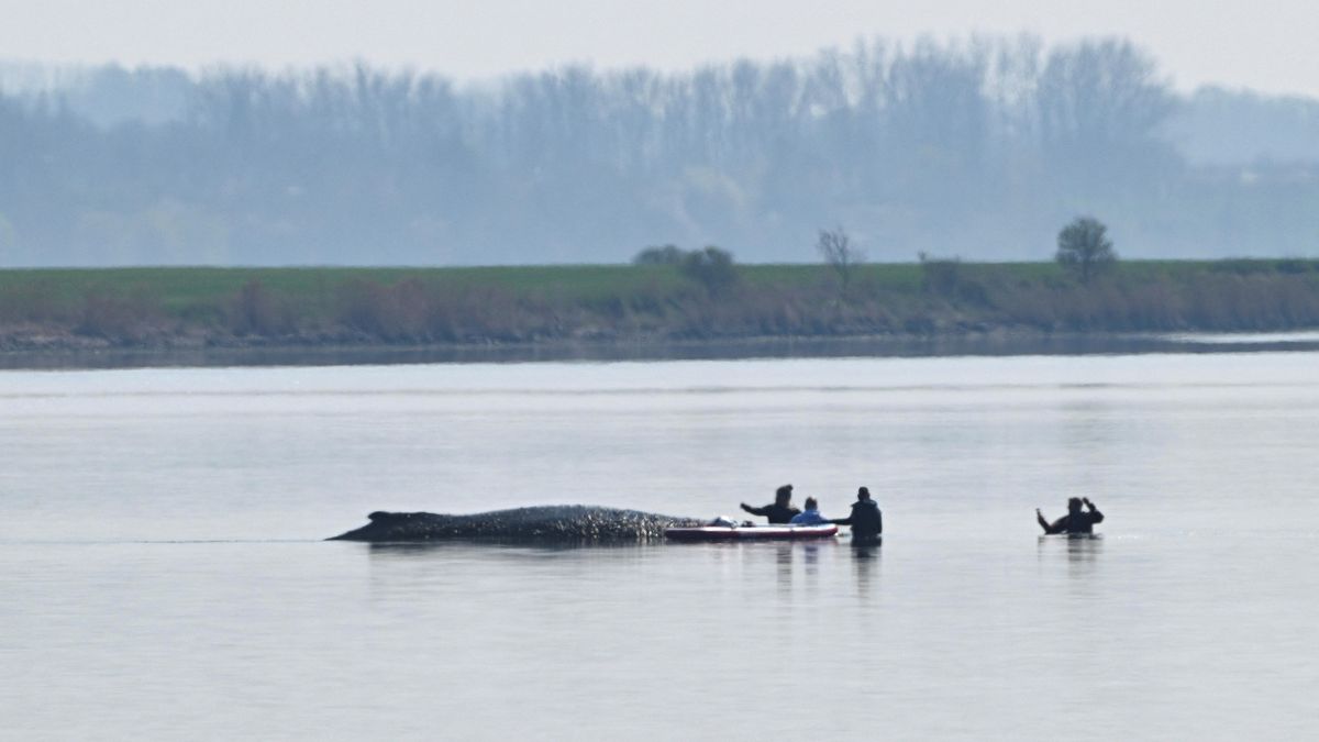 Poslední šance pro odepisovaného keporkaka. Záchranu platí dva milionáři