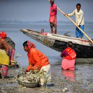 Podle obyvatel, kteří pracují v lesích Sundarbans, jsou ale dopady bezpečnostních akcí proti banditům velmi omezené. Piráti, kteří se vyznají v místním terénu, snadno vklouznou do mangrovů, kde se dokonce i cvičení příslušníci bezpečnostních sil těžko orientují ve zrádném, kořeny zahlceném lesním porostu.

(Ženy při výsadbě sazenic mangrovníků ve vesnici Manipur, 2. února 2026.)