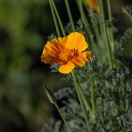 „Tyto květiny porostou a budou se množit kdekoli na světě, kde mohou přežít lidé,“ řekl 65letý muž agentuře AFP.