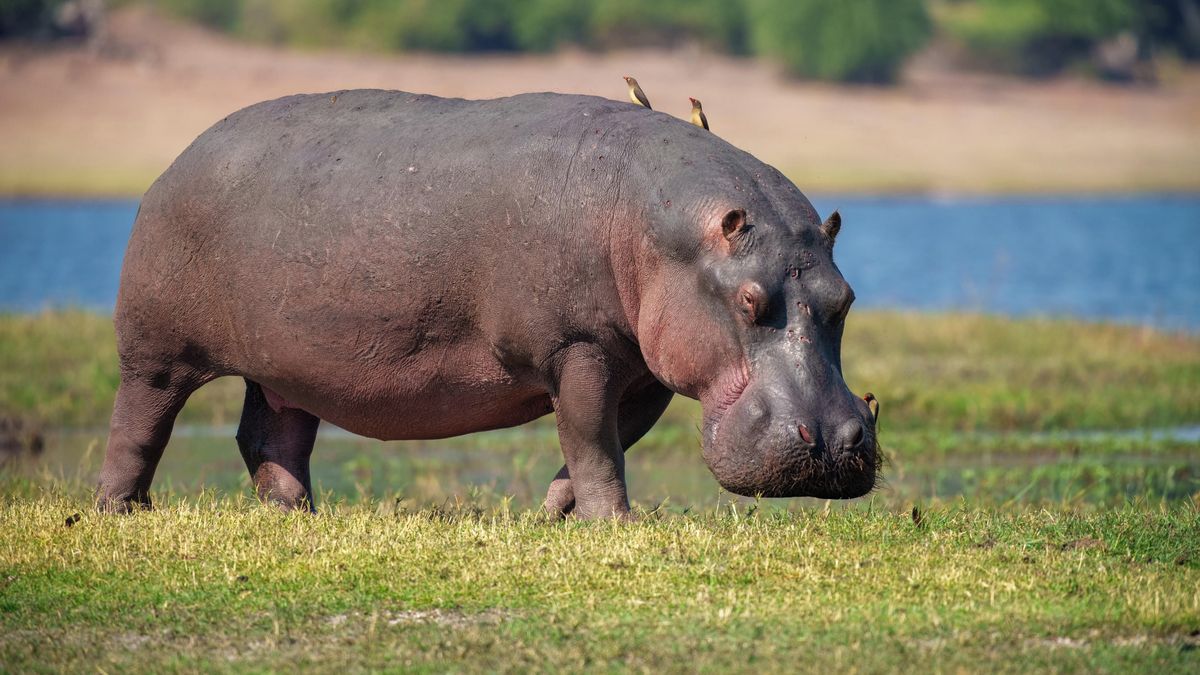 Kolumbie schválila odstřel desítek Escobarových hrochů, ničí místní ekosystémy