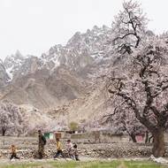 Meruňkové stromy v údolí Choundha v pákistánském regionu Gilgit-Baltistán. (20. března)