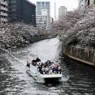 Výletní loď pluje kolem rozkvetlých třešní na břehu řeky Meguro v Tokiu. (30. března)