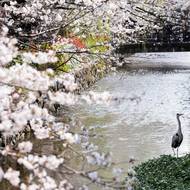 Jaro se hlásí o slovo i v japonském Kjótu. (28. března)