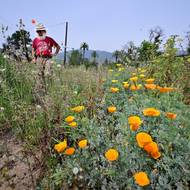 Během posledních několika měsíců zasel René Amy 250 milionů makových semínek na více než 750 prázdných pozemcích a utratil za to 12 000 dolarů z vlastních úspor. (René Amy stojí na místě svého bývalého domu, 30. března.)