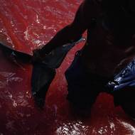 Fanalei, nízko položený ostrov v souostroví Šalamounových ostrovů, se nachází na křižovatce mezi spornou tradicí a měnící se ekonomikou. Po celé generace poskytoval lov delfínů obživu a příjem, přičemž delfíní zuby sloužily jako rituální měna pro výkupné za nevěstu a jiné formy místního obchodu. (Mladý muž táhne delfína ke břehu. Zatímco Fanalei se v této sezoně potýkal s obtížemi, větší sesterská komunita Walande úspěšně vylovila úlovek, o který se podělila s celým zálivem Surodo. Ostrov Maramasike, 11. února 2025.)