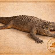 Herbersteinova sbírka, krokodýl ulovený v Africe.
