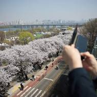 Jarní foto z jihokorejské metropole Soul. (2. dubna)