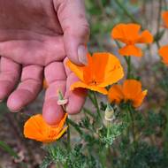 Podle něj je to jeho způsob, jak vnést barvu do této ponuré krajiny a povzbudit přeživší. „Zjistil jsem, že mi to osobně pomáhá cítit se naživu, některé z nejlepších okamžiků, které jsem od požáru zažil, souvisely právě s pomocí ostatním,“ řekl.