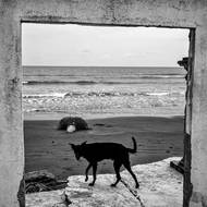 Mexiko je obzvláště citlivé na klimatické extrémy, neboť 52 % jeho území leží v suchých nebo polosuchých oblastech. (Pes bloudí po mizejícím pobřeží Las Barrancas. Rybáři a rodiny, které jsou závislé na moři, bojují o přežití; mnozí jsou nuceni se přestěhovat. Veracruz, 10. března 2025.)