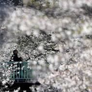 Na rozkvetlé třešně lze narazit na více místech japonské metropole. (2. dubna)