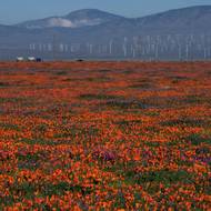 Volba kalifornského máku není náhodná: tato rostlina s květy připomínajícími tulipány je oficiální květinou Kalifornie. Než se Los Angeles rozrostlo do nekonečných dálek, byla Altadena známá jako „makový ráj“, vysvětlil Amy agentuře AFP. Rostlina je i na oficiálním erbu města. (Rozkvetlé máky v rezervaci Antelope Valley, 14. března.)