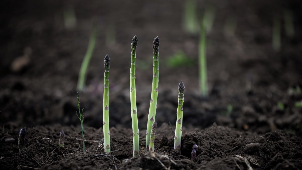 Dnes se začal sklízet český chřest. Ke sklizni bude nečekaně brzy i ten zelený