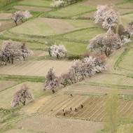 Práce na polích jsou v plném proudu. (Gilgit-Baltistán, Pákistán, 27. března)