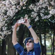 Tidal Basin ve Washingtonu. (25. března)
