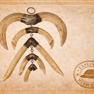 Herbersteinova sbírka, zuby hrocha.