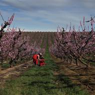 Aleje broskvoní v katalánské Aitoně. (14. března)