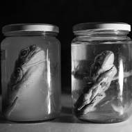 Navzdory nezávislým studiím, které spojují expozici s vyšším rizikem rakoviny a vrozených vad, se předpisy nadále uvolňují, i když se používání agrochemikálií přibližuje k lidským sídlům. (Biolog Rafael Lajmanovich studuje deformované žáby na Národní univerzitě v Littoral. Jeho výzkum odhalil vyšší výskyt vrozených vad u zvířat v blízkosti zemědělských lokalit, kde se intenzivně používají agrochemikálie. Santa Fe, Argentina, 1. října 2025.)