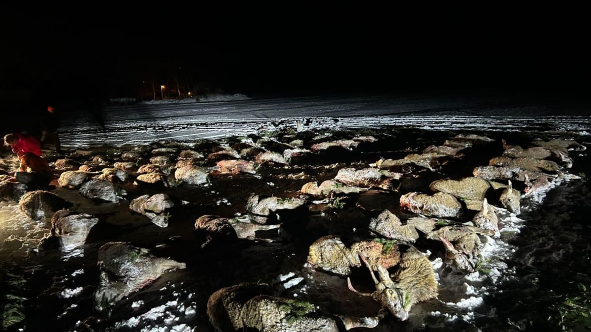 „Je nezajímá zvěř, ale peníze.“ Zabíjení jelenů a srn ve velkém vynáší statisíce